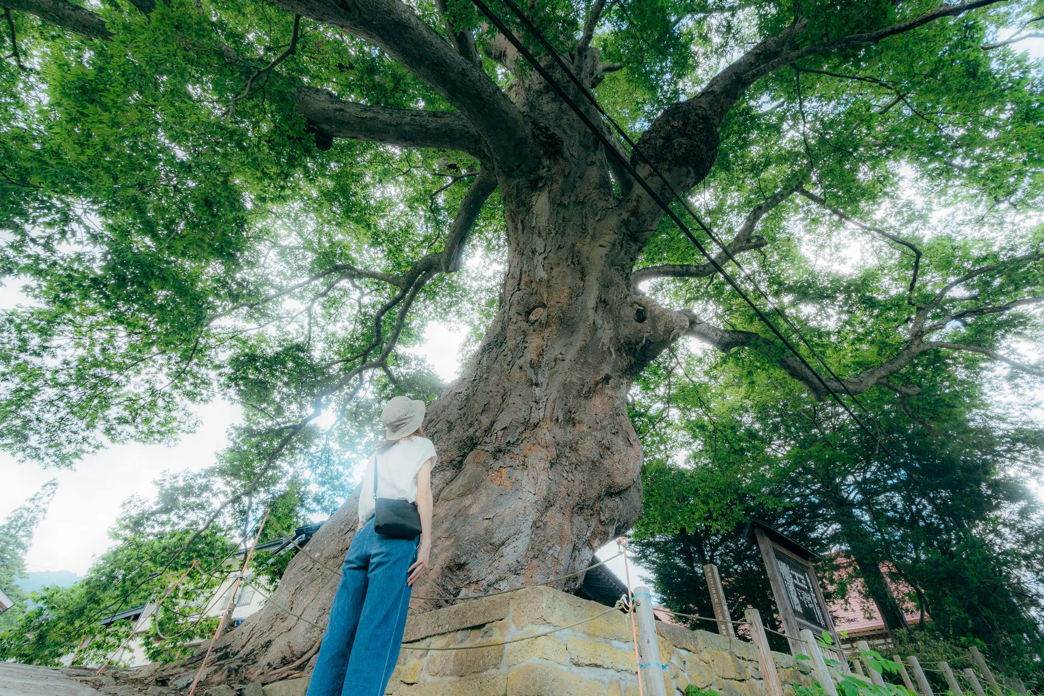 The Great Keyaki of Hachiman and the Water of Longevity