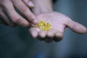 僅使用新潟食材