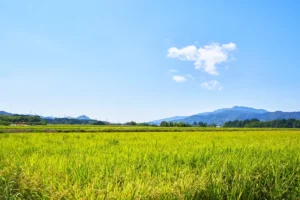 新發田的田園地帶