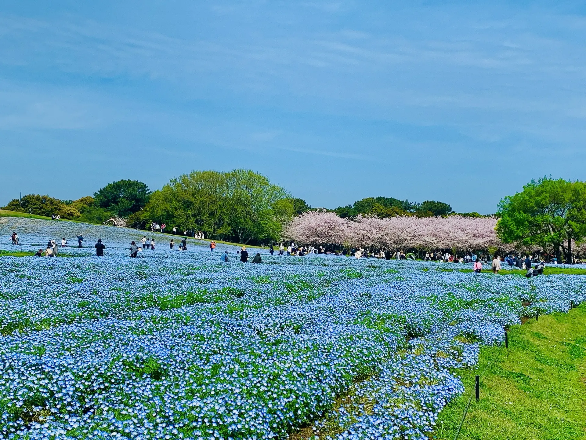 花田