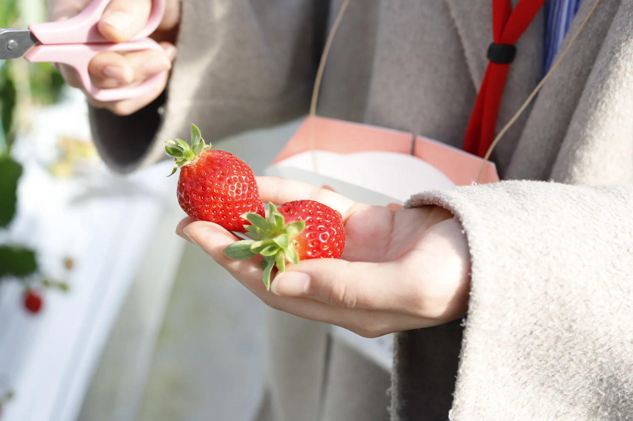 【福岡縣朝倉市】花立山農場